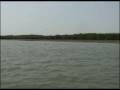 videos de springende Fische
