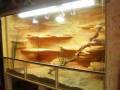 videos de Bartagamen Terrariumbau  180x80x100cm