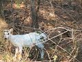White Deer - Maryland