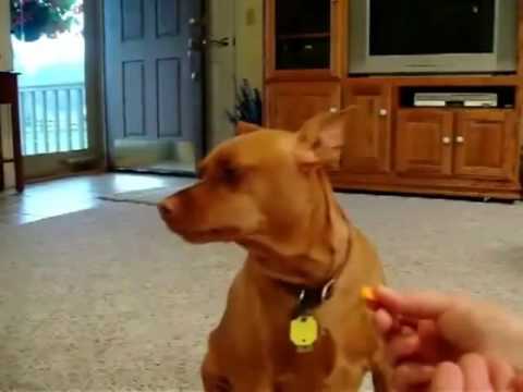 how to treat mmm in dogs