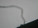 Patte de col�opt�re : Le \"Lucane cerf volant\" x10