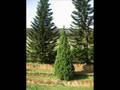 Trees of Caldecott Hill