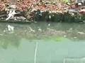 Coming Clean on the Gowanus Canal