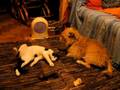 Humphrey and kittens 108