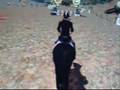 Isabell Werth Reitsport Video Clip's