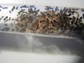 Lasius Niger in Tube ( 2 months later) Lasius Niger in Tube ( 2 months later)