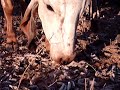 GIR COME FOLHA SECA NO SEMI-ÁRIDO MINEIRO GIR COME FOLHA SECA NO SEMI-ÁRIDO MINEIRO
