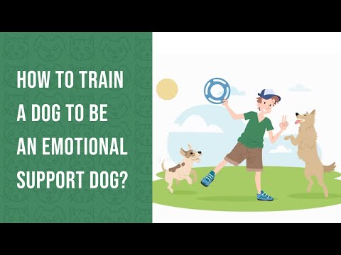 video-linktoworks-How to Train a Dog to be an Emotional Support Dog?