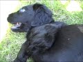 Więcej Żużelka na stronie www.flatcoat.pl :-)