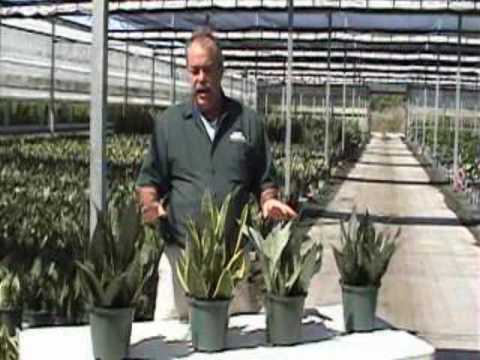 how to trim sansevieria