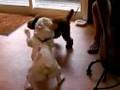 フレンチブルドッグのミルコ、トイプードルをなんとか寝技に誘う [French bulldog, MIRCO  Mirco barely able to use a groundwork technique to Toy poodle ]