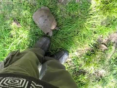 ecinajx19 - Watch the entire video! This turtle is a trip. Filmed in Jackie's backyard in Venice, Italy on March 29, 2008.