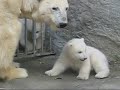 Cute Twin Baby Polarbears, First Public Appearence, Vienna Cute Twin Baby Polarbears, First Public Appearence, Vienna