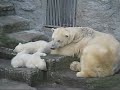 Cute Twin Baby Polarbears, First Public Appearence, Vienna