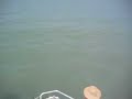 South Padre Island-Dolphin Watch