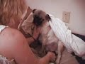 abbys babies   newborn pug puppies grow up