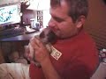abbys babies   newborn pug puppies grow up