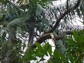 o berro da mata atlantica