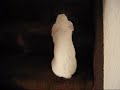 Bunny Slide Bunny Slide