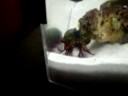 manni fresh The Mantis Shrimp