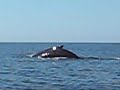 T.B.F. Humpback Whale off the coast of El Salvador