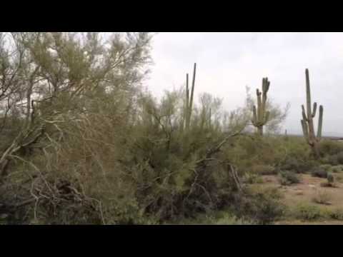 Lost Dutchman State Park