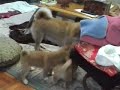 柴犬動画