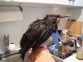 A very talented Starling 2