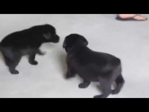 Black Lab Puppies For Sale