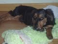 Soy el perro GAGUS y tengo nueve meses.