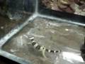 videos de Leopard gecko thinks is a dog