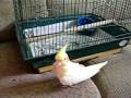 The Most Amazing Cockatiel Escape!!!!!!!