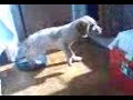 Perrita ADA