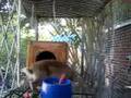 videos de Bunnies