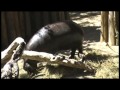Click here to watch this video Birds, miniature hippo