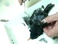 Autopsia a Horacio Autopsia a Horacio
