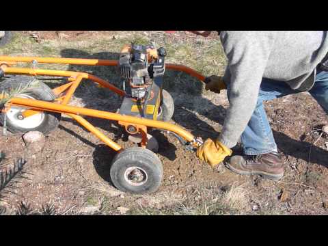 how to grow christmas trees