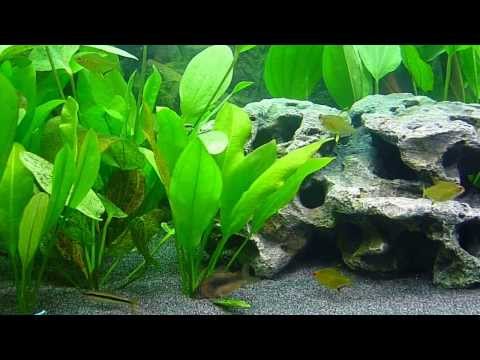 how to fertilize amazon sword