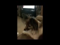 Poppet listens to Gracie