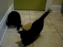 Pippin & Fergus and the Kitty Swat