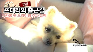 [멈머] 프림이가 마카롱타고 달달하게 회사 출근을 해요! (feat. 마카롱 펫 드라이빙 킷)