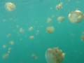 Jellyfish Lake, Kakaban Island, Borneo.AVI