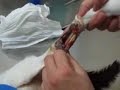 Alera's Wound Treatment Day 7 Urinary Problems