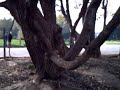 ???????????? ??? ? ??????/Botanical garden in Moscow