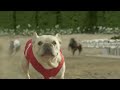 TOP 19 Reclame tari de la Superbowl 2012 - Skechers Underdog (embed)