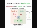 Neuron, Action Potential, Part 2: Depolarization, Repolarization, Hyperpolarization