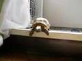 A very responsive Tortoise 小犬のように駆け寄ってくるリクガメ