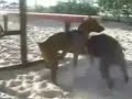 el perro necesitado