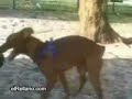 el perro necesitado