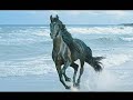 Primera parte del documental sobre la policia local a caballo de Córdoba